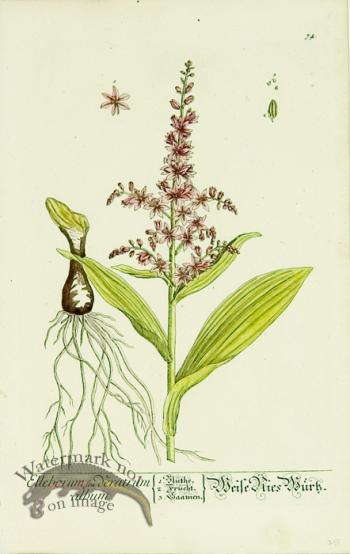 Blackwell German 018